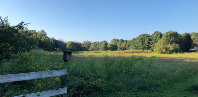 Summerfield Greenway Path